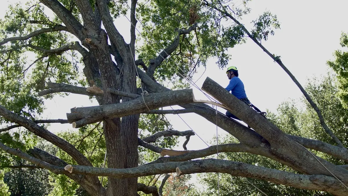 Professional Crown Thinning performed by certified arborists in Ripley