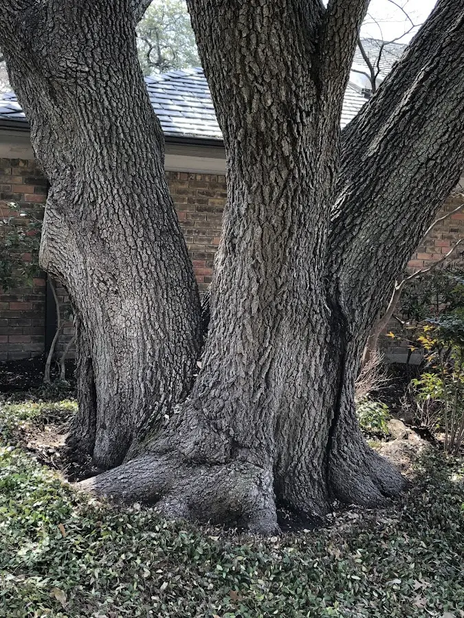 Mature heritage tree close to a Ripley property cared for by certified arborists